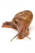Cryptozona bistrialis India adult
